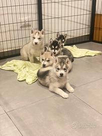 Cuccioli husky con pedigree