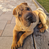 Disponibile cane shar-pei per monta