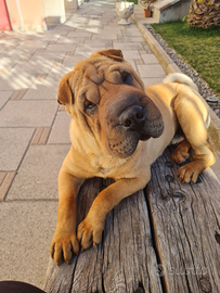 Disponibile cane shar-pei per monta