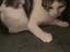Immagine 5