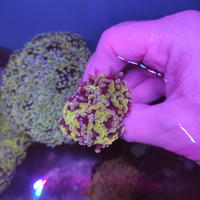 Euphyllia