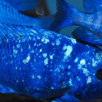 Placidochromis Phenochilus Tanzania Lupingu