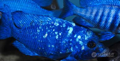 Placidochromis Phenochilus Tanzania Lupingu