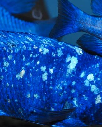 Placidochromis Phenochilus Tanzania Lupingu