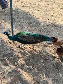 Coppia di pavoni comuni