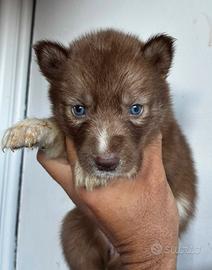 Super siberian husky con pedigree  strepitoso 