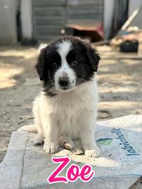 Zoe - Cucciola meticcia in adozione