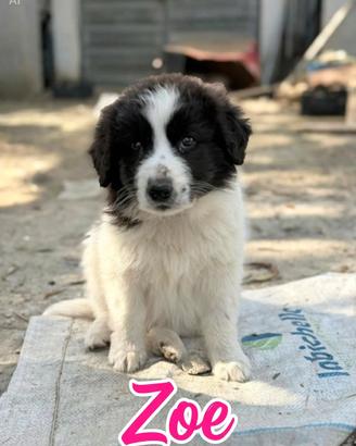 Zoe - Cucciola meticcia in adozione