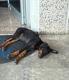 Doberman