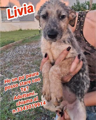 Livia cucciola futura taglia media
