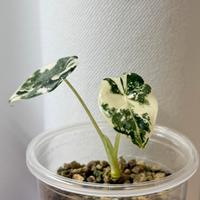 Alocasia Frydek variegata baby plants