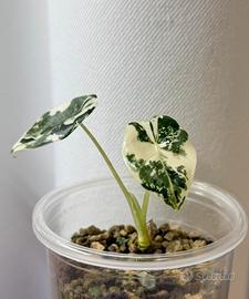 Alocasia Frydek variegata baby plants