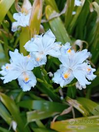Iris japonica