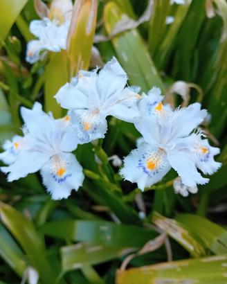 Iris japonica