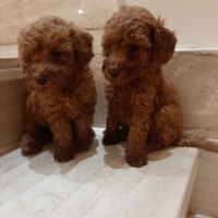 Cuccioli di barboncino nani red