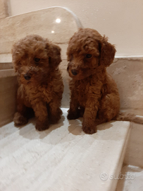 Cuccioli di barboncino nani red