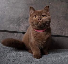 British Shorthair