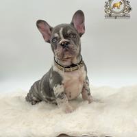 Esclusivo bulldog francese Lilac merle