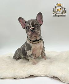 Esclusivo bulldog francese Lilac merle