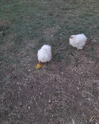 Galletti e galline