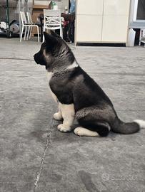 Akita americano