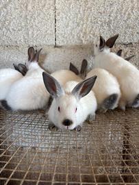 Conigli Californiani in purezza