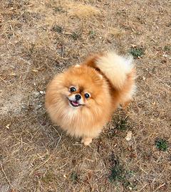Volpino Pomerania PEDIGREE ENCI femmina rossa
