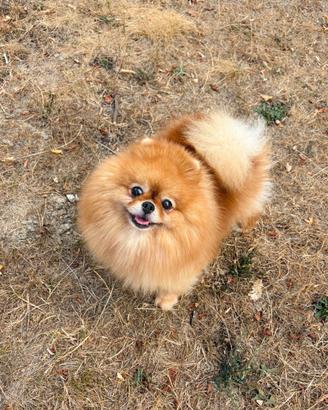Volpino Pomerania PEDIGREE ENCI femmina rossa