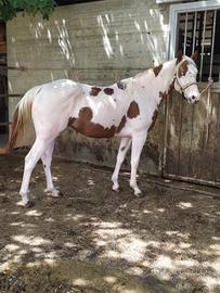 Paint Cavalle