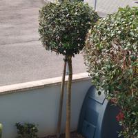 Albero di Ligustro