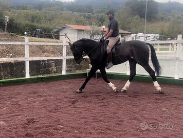 Gomma x Campi Tondino di Equitazione