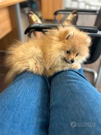 Animali