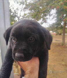 Labrador e pastore tedesco