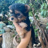 Yorkshire Terrier cuccioli femmine