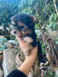 Yorkshire Terrier cuccioli femmine