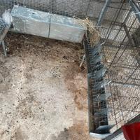 gabbia completa di mangiatoia e abbeveratoio 