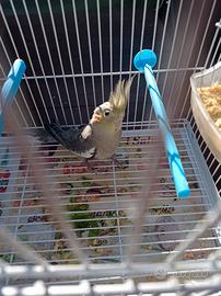 Calopsite di 85 giorni