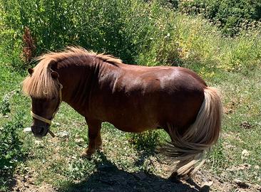 PONY SHETLAND