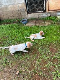 Cuccioli setter inglesi