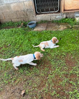Cuccioli setter inglesi