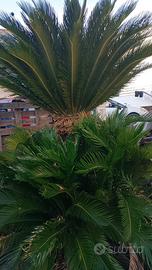 Cycas ornamentale