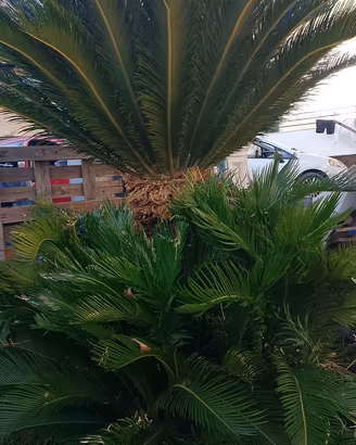 Cycas ornamentale