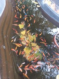 Carpe koy e pesci rossi