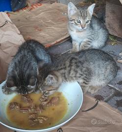 Fratellini