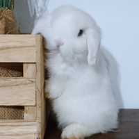 Minilop bianchi occhi azzurri