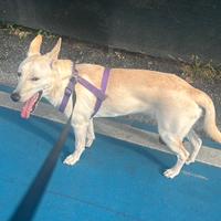 Docilissimo meticcio di nome Ciccio