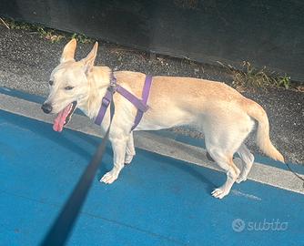 Docilissimo meticcio di nome Ciccio