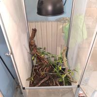 terrario per camaleonti 