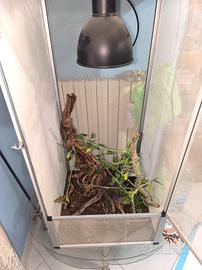 terrario per camaleonti 