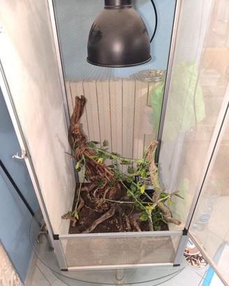 terrario per camaleonti 